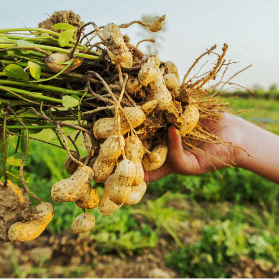 вживання арахіса, вживання арахісу,